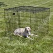 Exercise Pen Wire Mesh Top